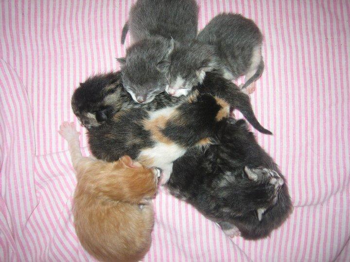 Huskat Simba billede 5