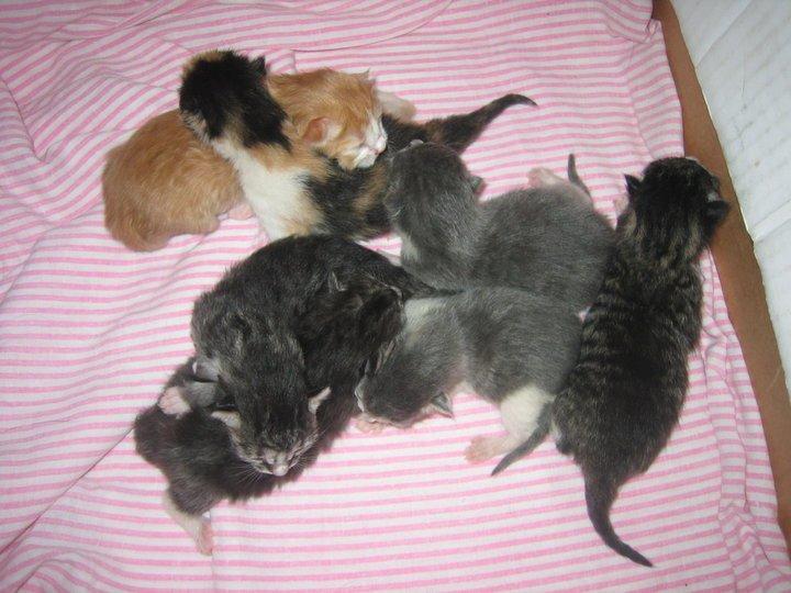 Huskat Simba billede 7