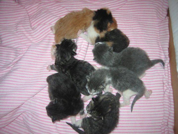 Huskat Simba billede 9