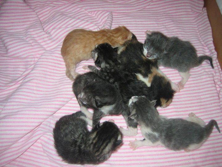 Huskat Simba billede 6