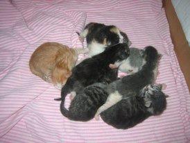 Huskat Simba billede 3