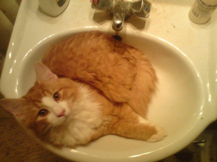 Huskat Simba billede 13