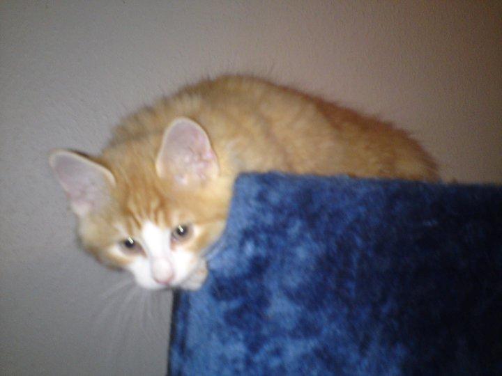 Huskat Simba billede 10