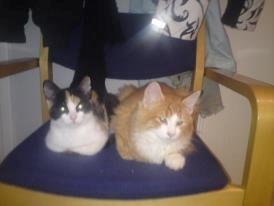 Huskat Simba - simba og hans søster mette som stadig bor hos os billede 12