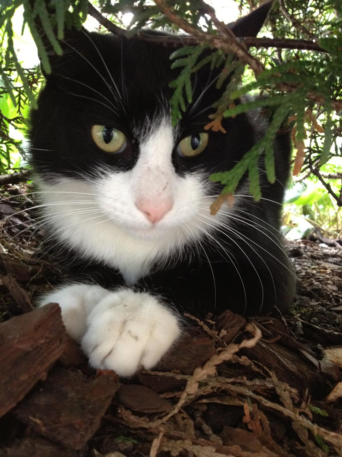 Huskat Tippi Von Søholm - Tippi <3
- min rigtige dejlige kat der gemmer sig <3 billede 1