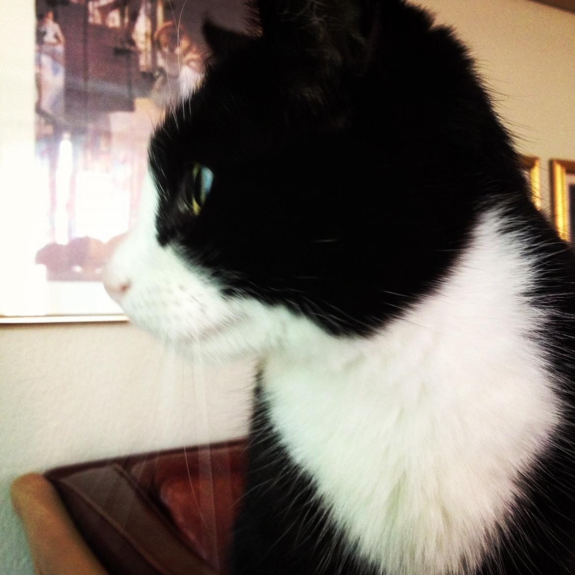 Huskat Tippi Von Søholm - Tippi <3
- Profil billede billede 2