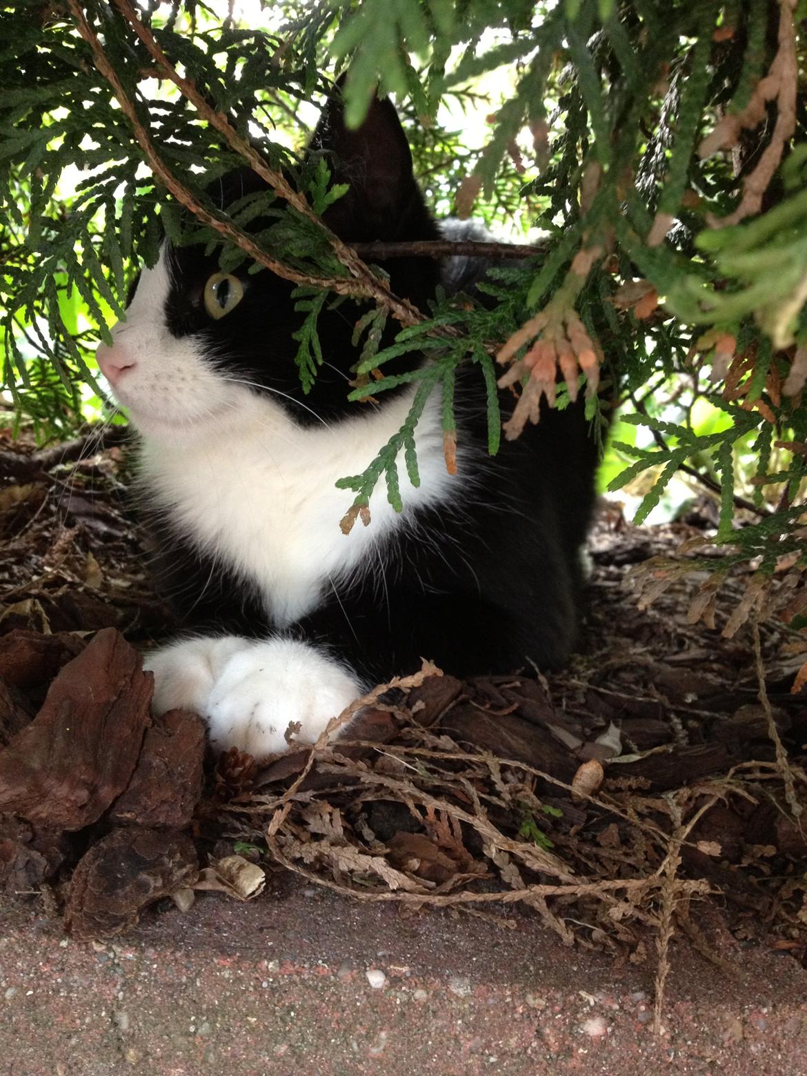 Huskat Tippi Von Søholm - Tippi <3 - gemmer sig billede 4