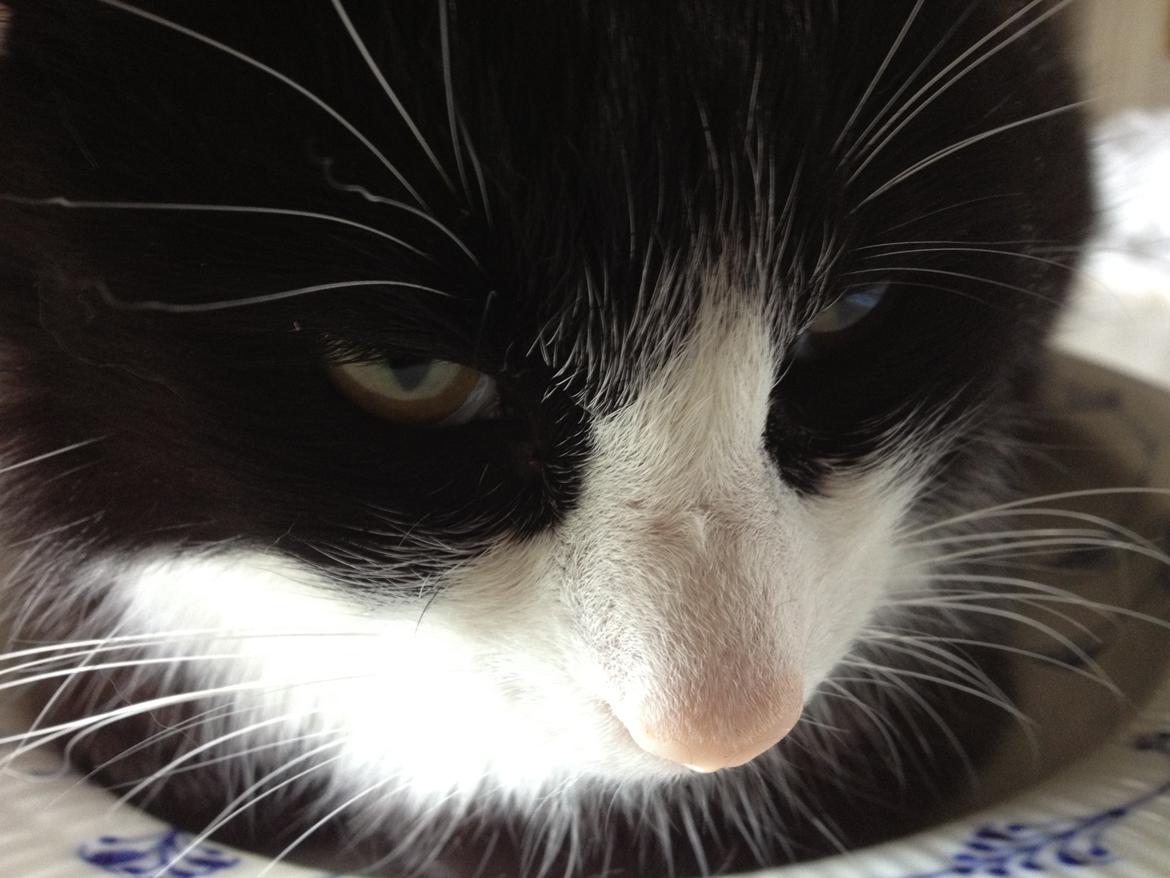 Huskat Tippi Von Søholm - Tippi <3 - sød billede 5