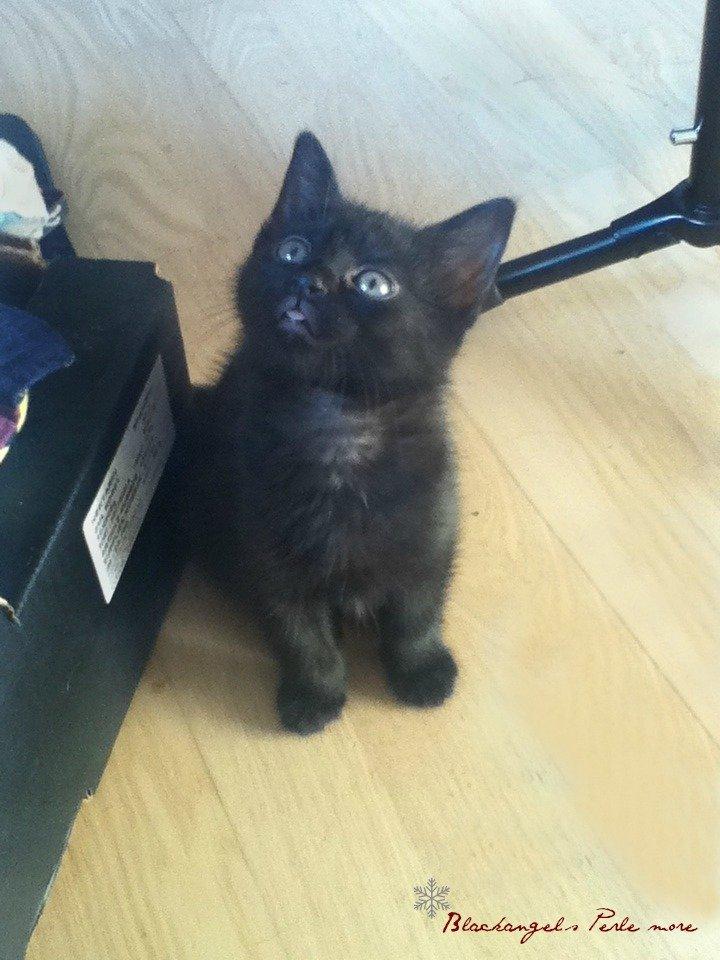 Huskat ~ Perle - Man bliver nødt til at have tungen liiige i munden. billede 5