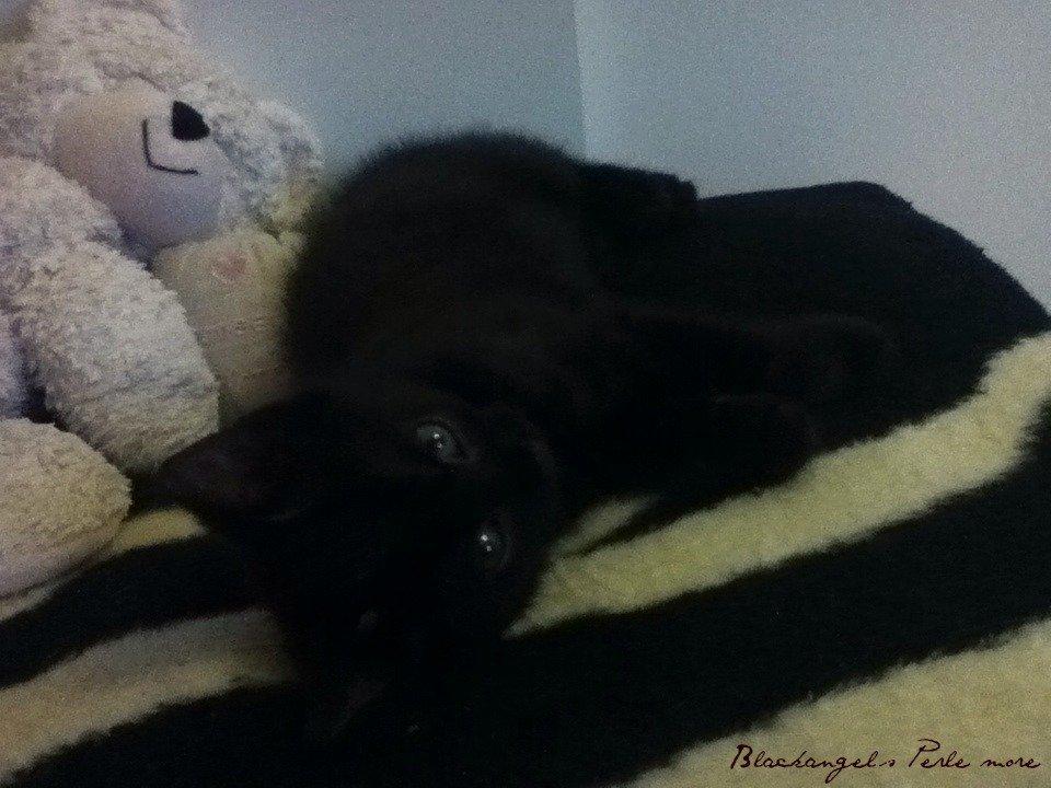 Huskat ~ Perle - Chamer lige billede 9