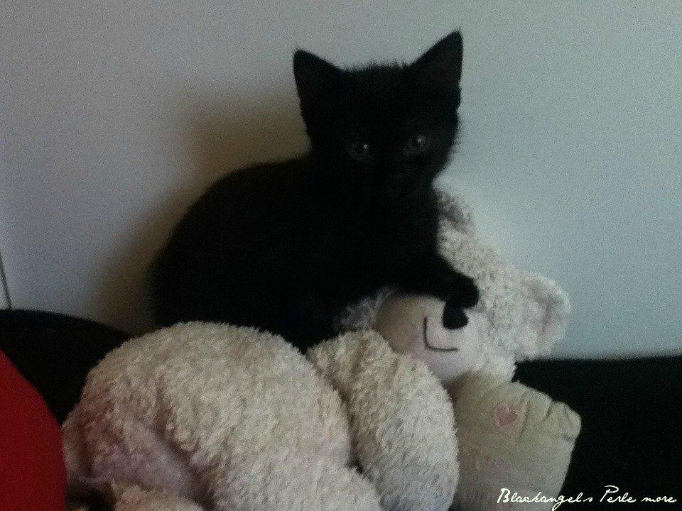 Huskat ~ Perle - smuklingen 4 1/2 uge gammel.  billede 10