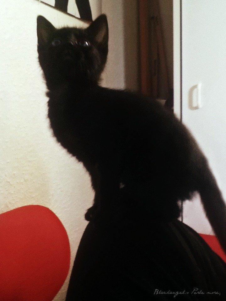 Huskat ~ Perle billede 11