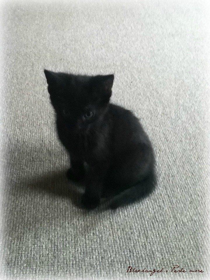 Huskat ~ Perle - Bette trold <3 billede 13