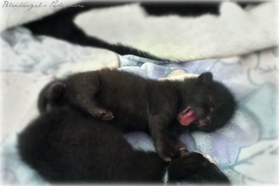 Huskat ~ Perle - Gaaab det er hårdt arbejde at være en lille killing. billede 14