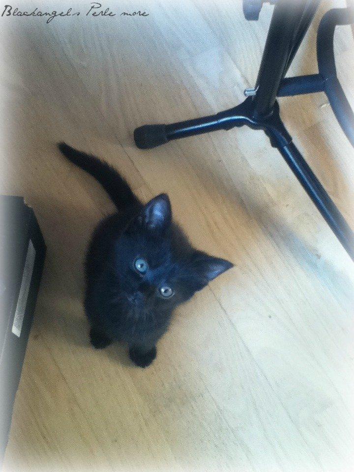 Huskat ~ Perle - Smukké´blå øjne <3 billede 6