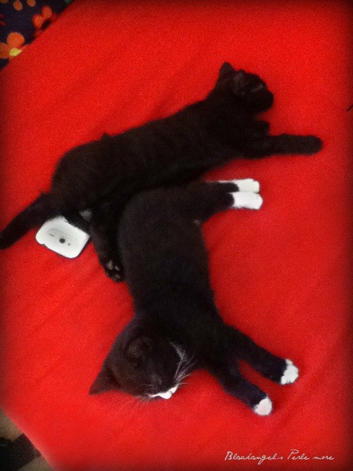 Huskat ~ Perle - Ligger og sover sammen med sin søster, (læg mærke til de fine spøgelse striber :)) billede 15