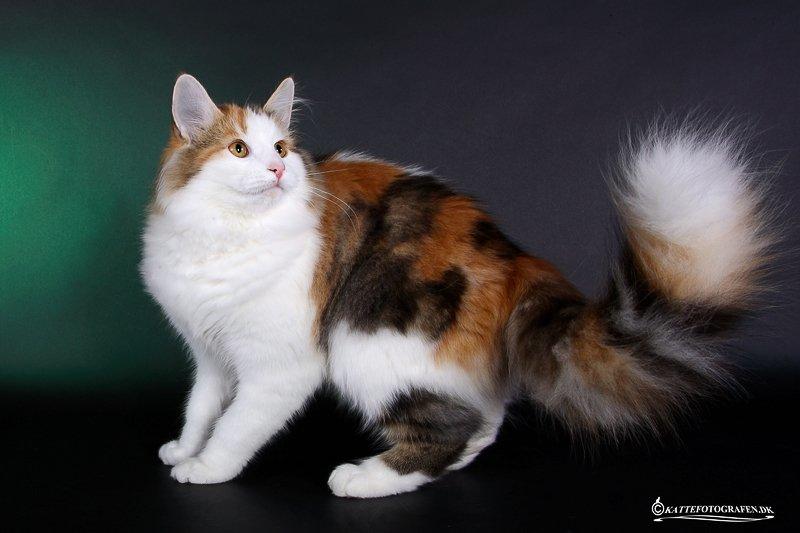 Norsk Skovkat Dk Europas Dukke Telma billede 1