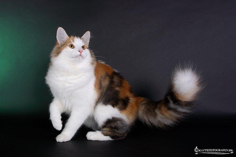 Norsk Skovkat Dk Europas Dukke Telma billede 2