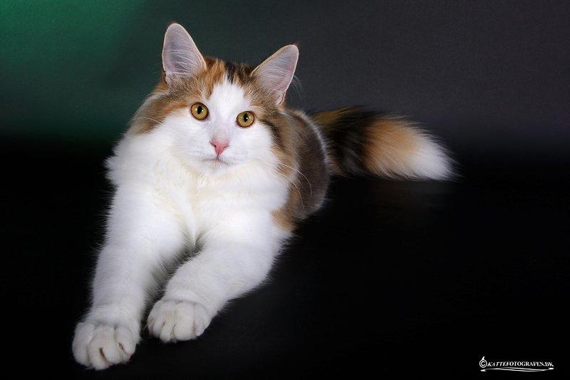 Norsk Skovkat Dk Europas Dukke Telma billede 3