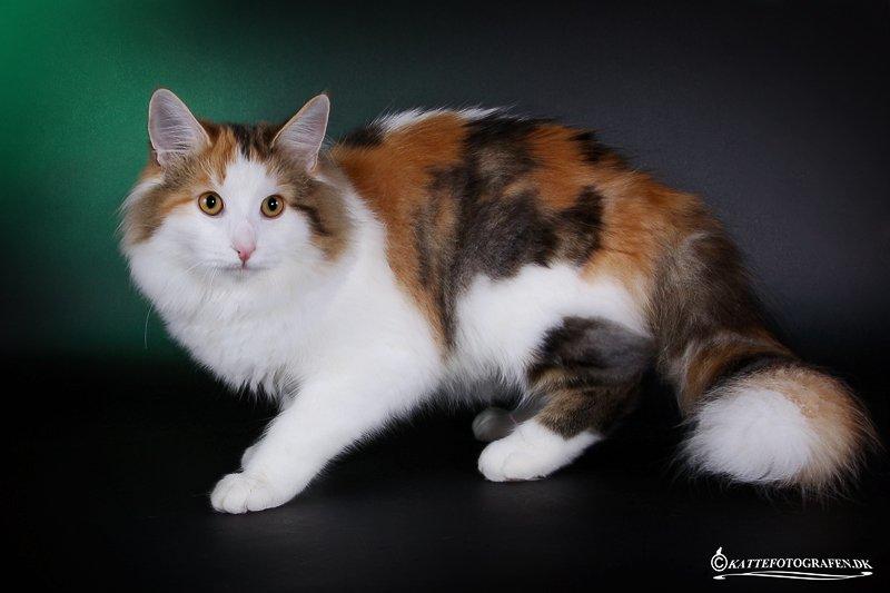 Norsk Skovkat Dk Europas Dukke Telma billede 4