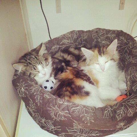 Norsk Skovkat Dk Europas Dukke Telma billede 5