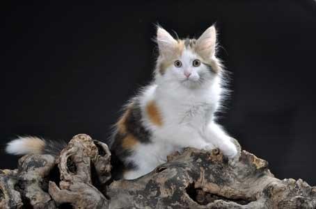 Norsk Skovkat Dk Europas Dukke Telma billede 6