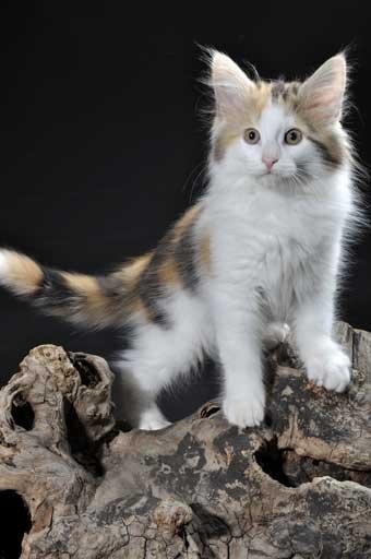 Norsk Skovkat Dk Europas Dukke Telma billede 7