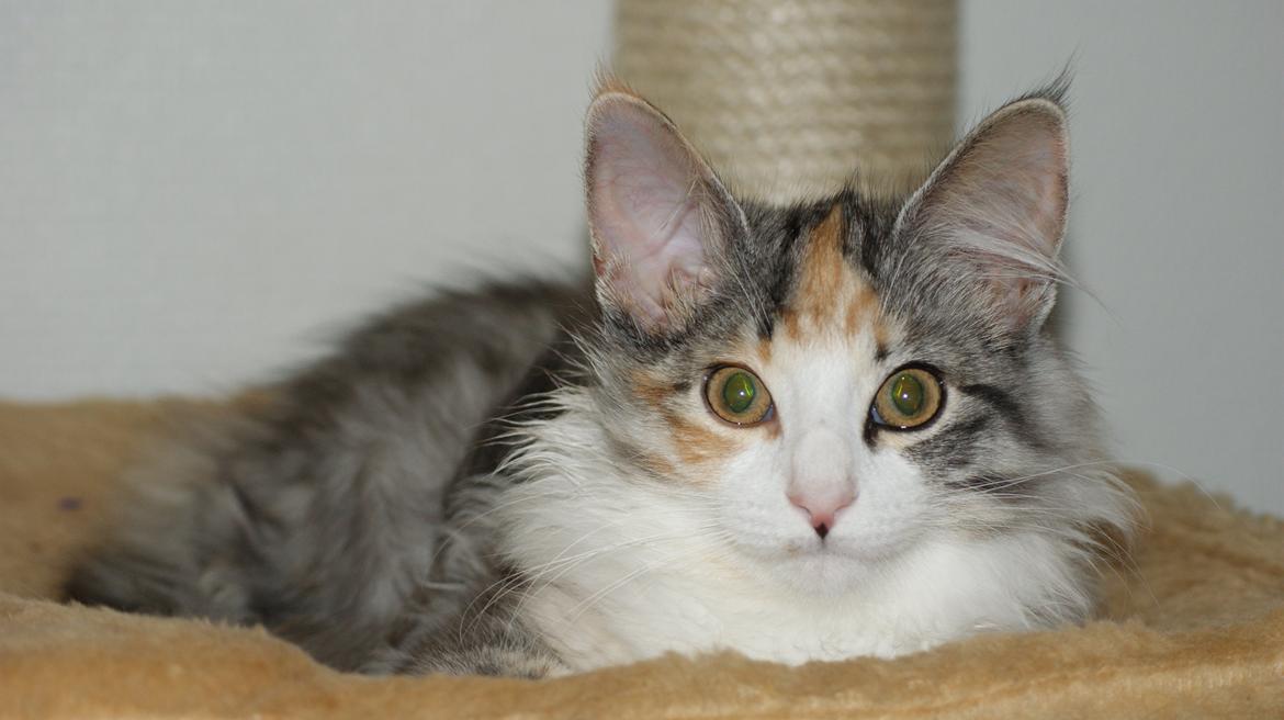 Norsk Skovkat Dk Skylight Alea billede 1