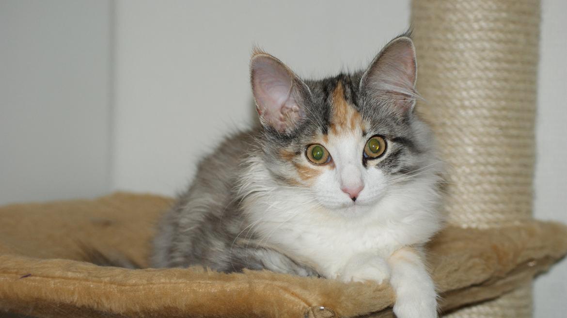 Norsk Skovkat Dk Skylight Alea billede 2