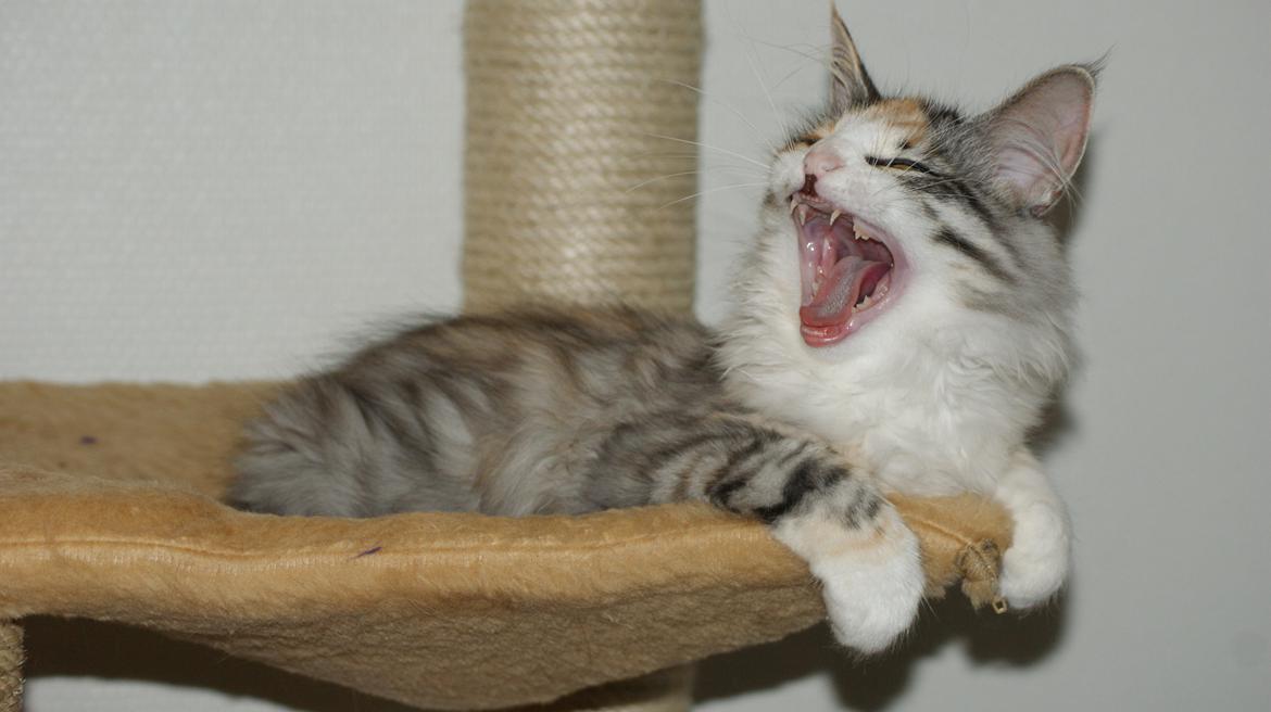 Norsk Skovkat Dk Skylight Alea billede 3