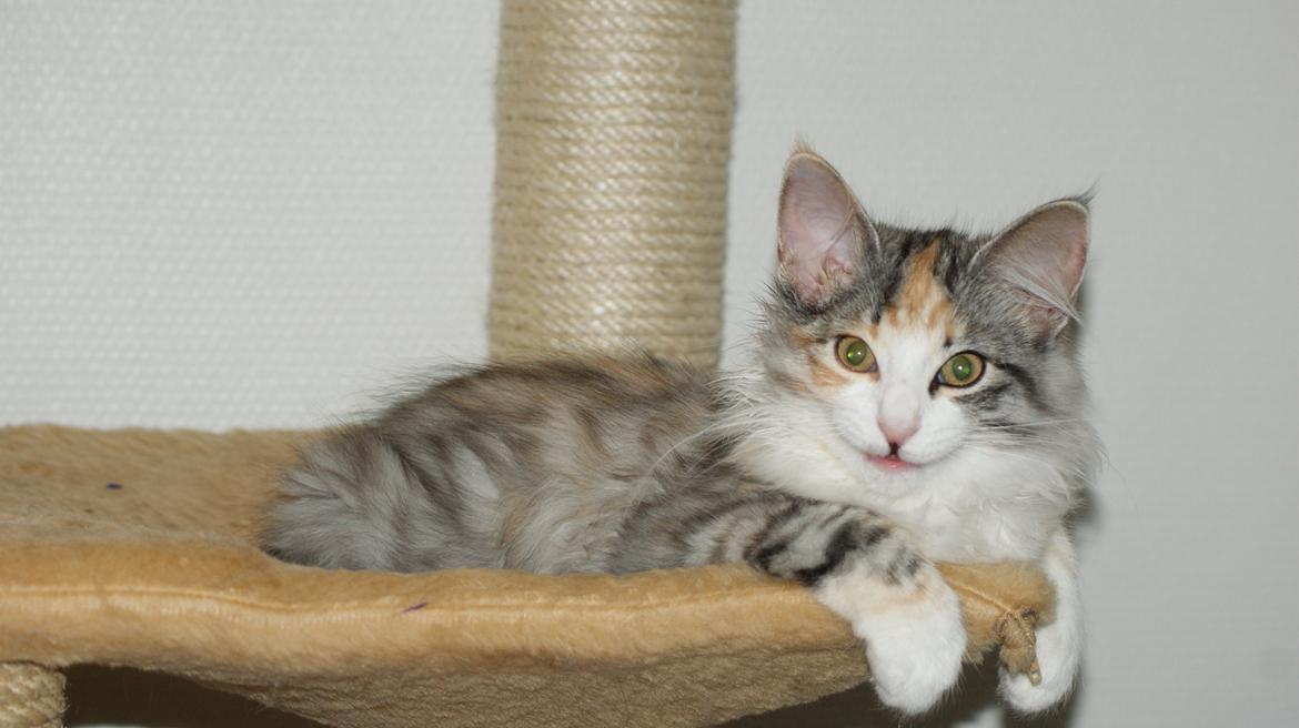 Norsk Skovkat Dk Skylight Alea billede 4