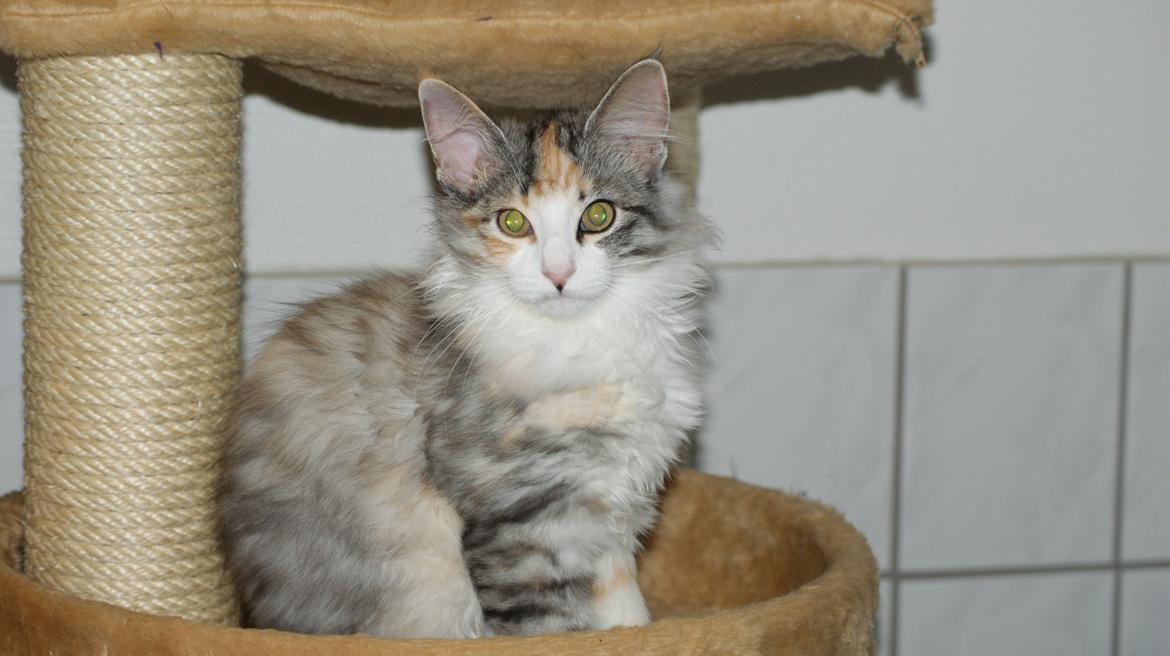 Norsk Skovkat Dk Skylight Alea billede 5