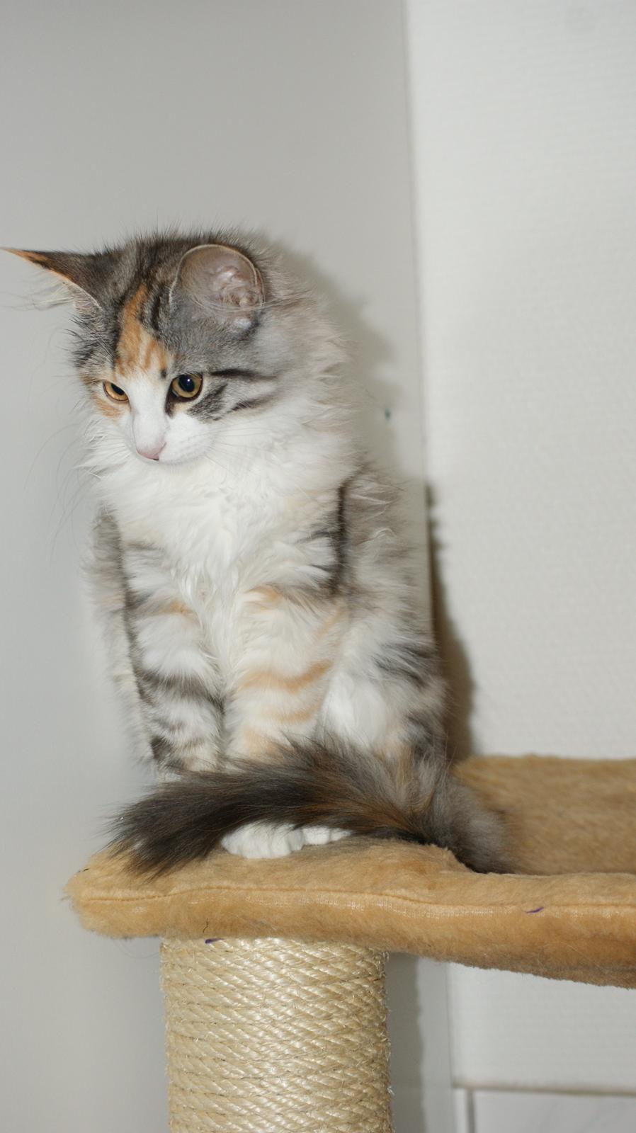 Norsk Skovkat Dk Skylight Alea billede 6