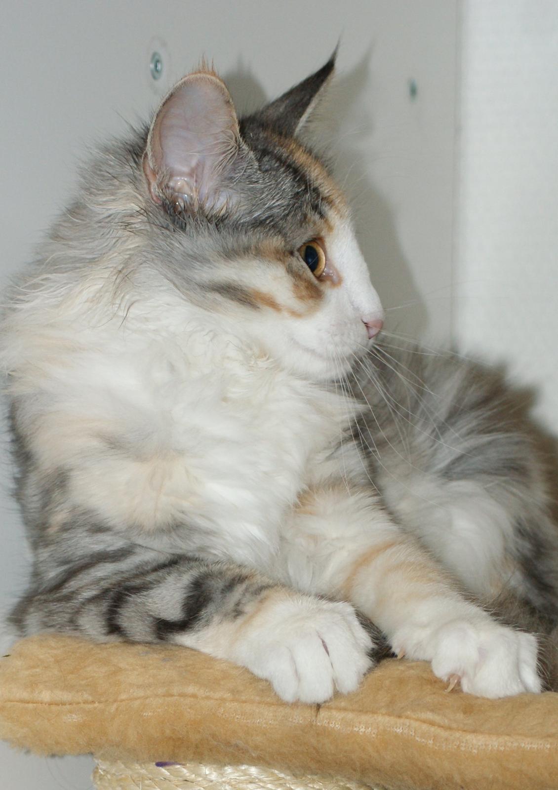 Norsk Skovkat Dk Skylight Alea billede 7