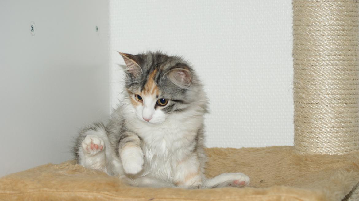 Norsk Skovkat Dk Skylight Alea billede 8