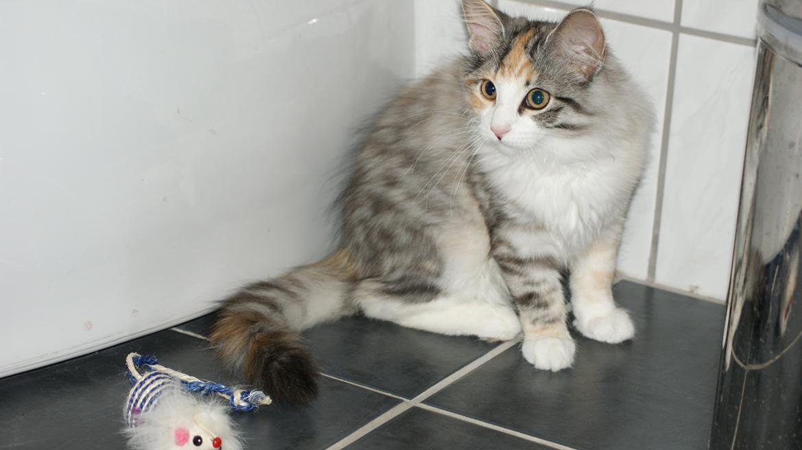 Norsk Skovkat Dk Skylight Alea billede 9