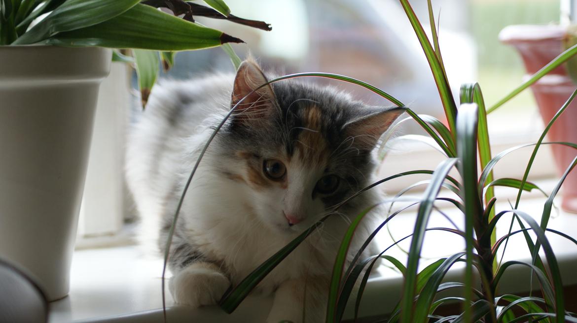 Norsk Skovkat Dk Skylight Alea billede 10