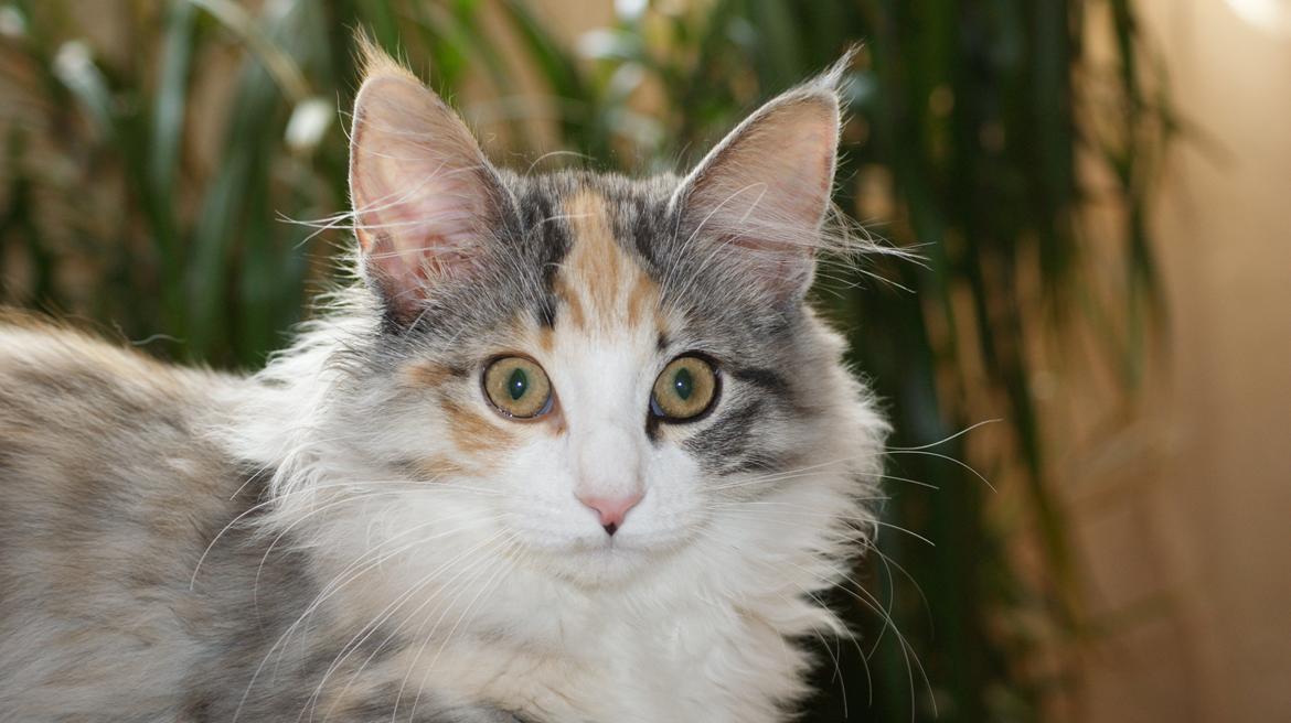 Norsk Skovkat Dk Skylight Alea billede 11