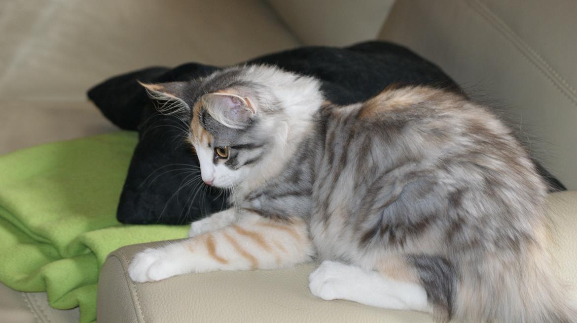 Norsk Skovkat Dk Skylight Alea billede 12