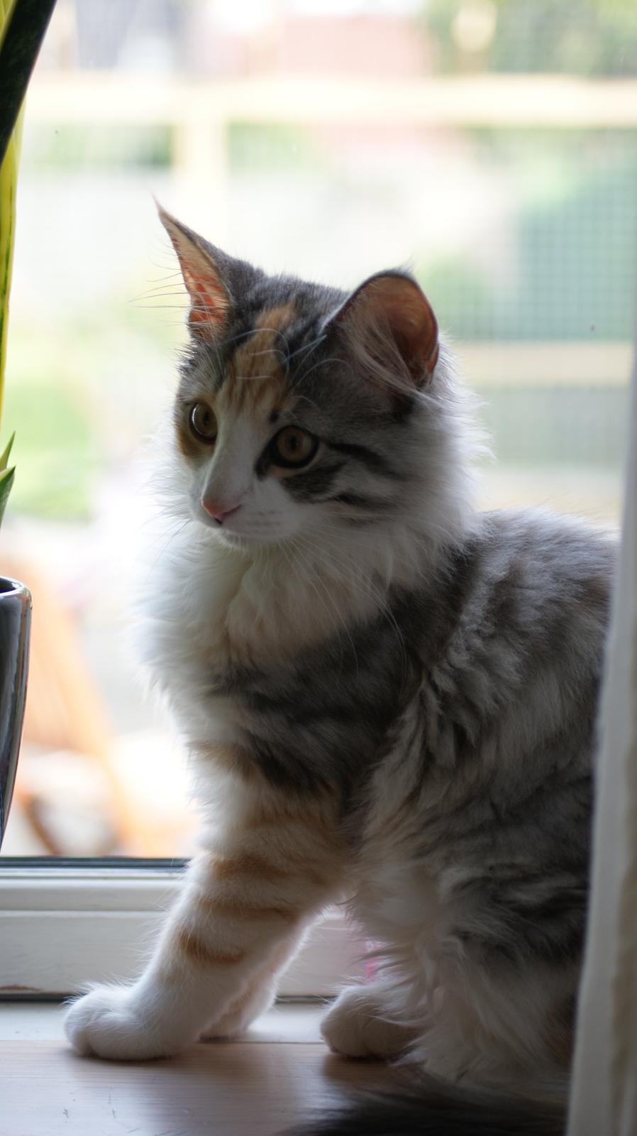 Norsk Skovkat Dk Skylight Alea billede 13