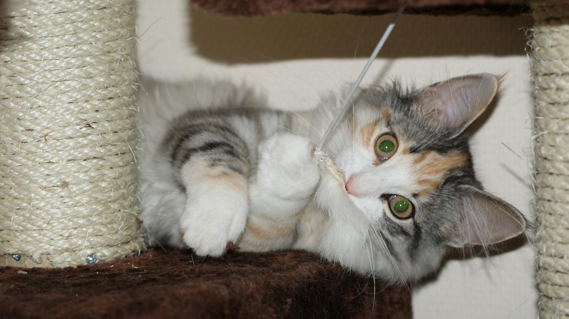 Norsk Skovkat Dk Skylight Alea billede 14