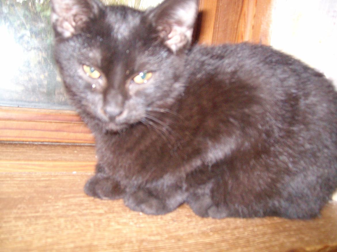 Huskat Blacki - Hej jeg er Blacki  billede 2