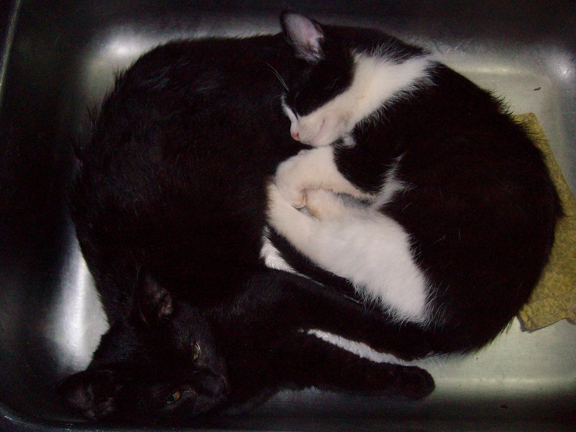 Huskat Blacki - Blacki i køkken vasken sammen med Benjamin  billede 9