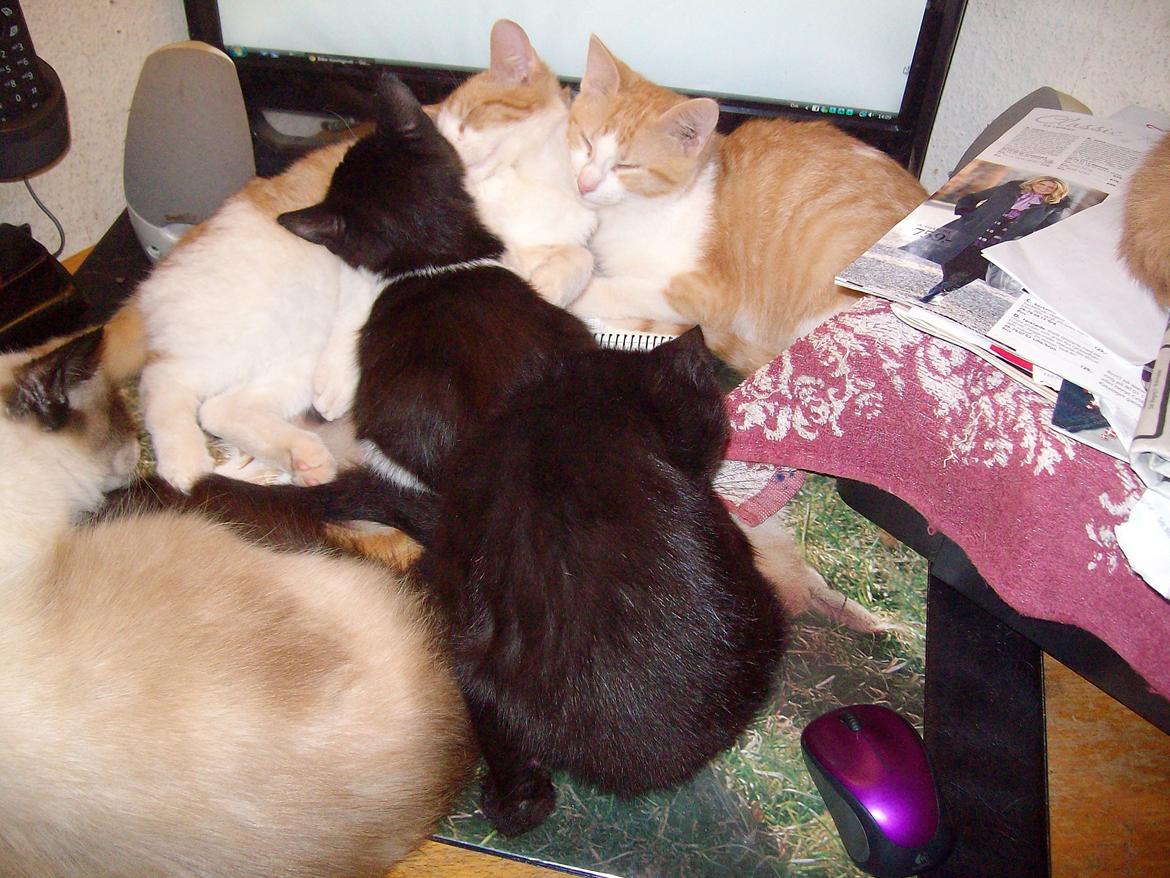 Huskat Blacki - Blacki og alle hendes søskende og Bimse på pc bord  billede 3