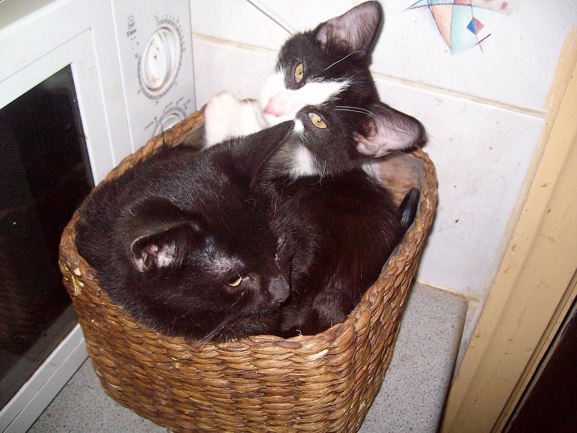 Huskat Blacki - Blacki i vasketabs kurven på køkken bordet  billede 4