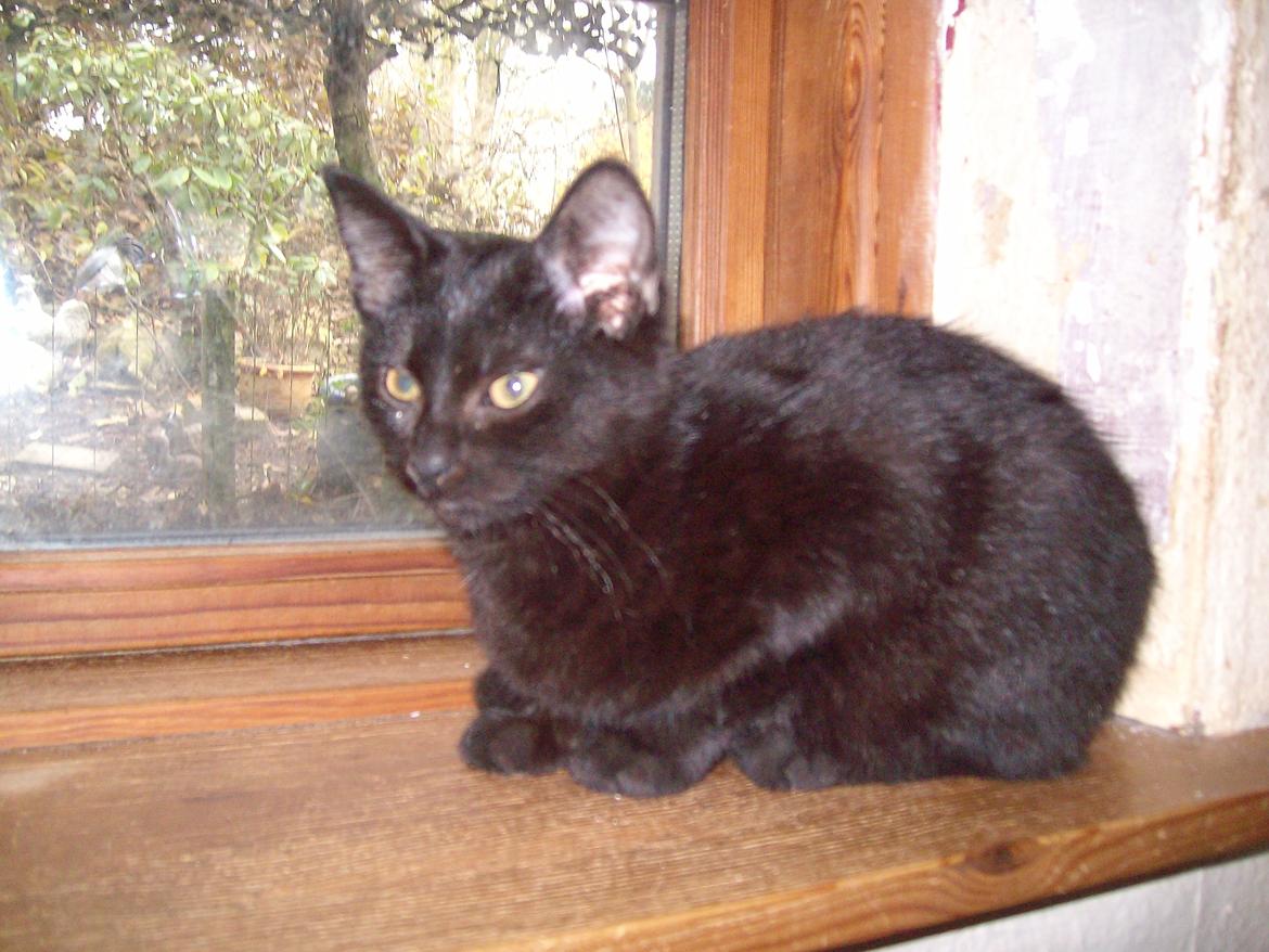 Huskat Blacki - Blacki i vinduet  billede 1