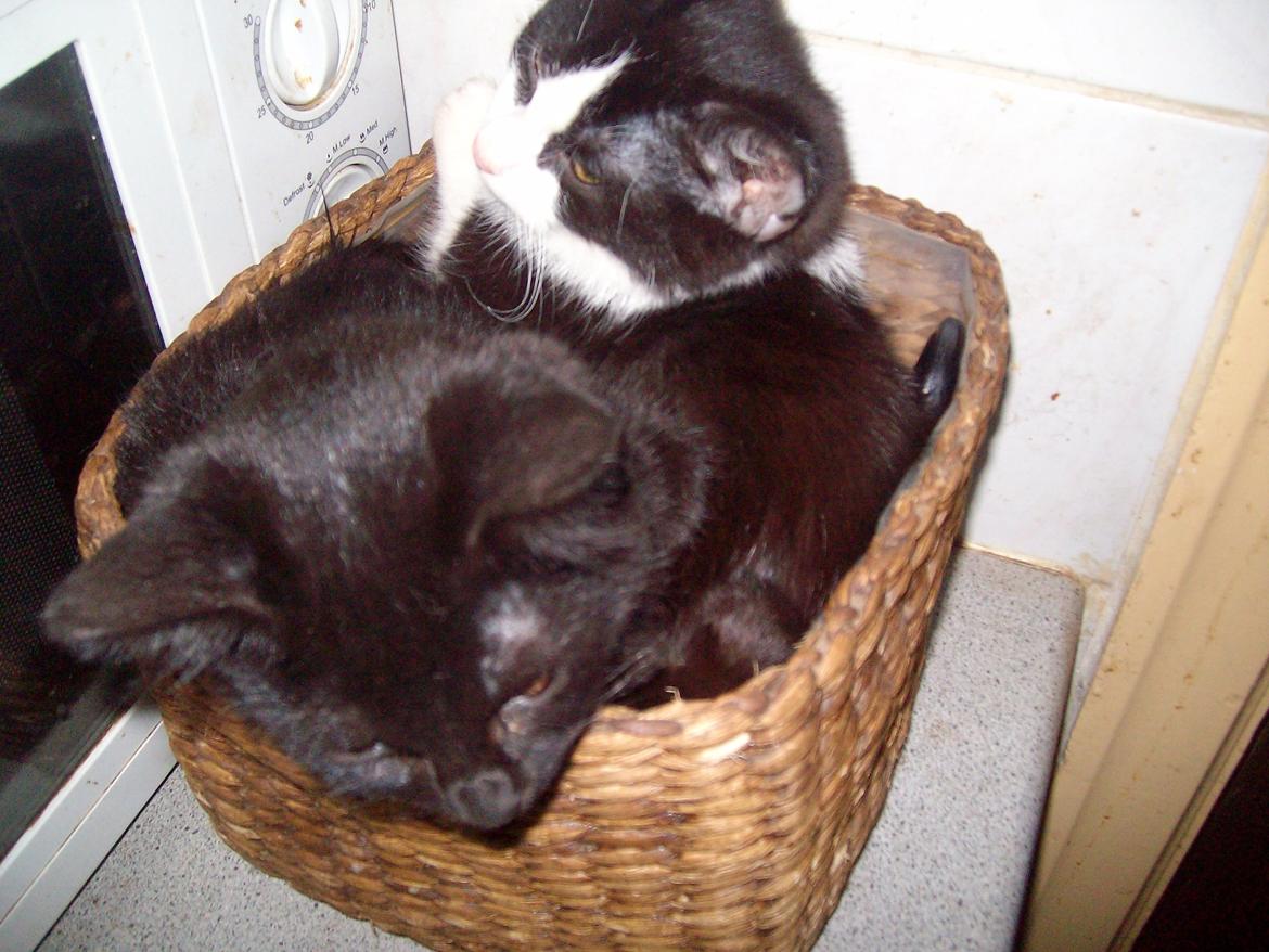 Huskat Blacki billede 6