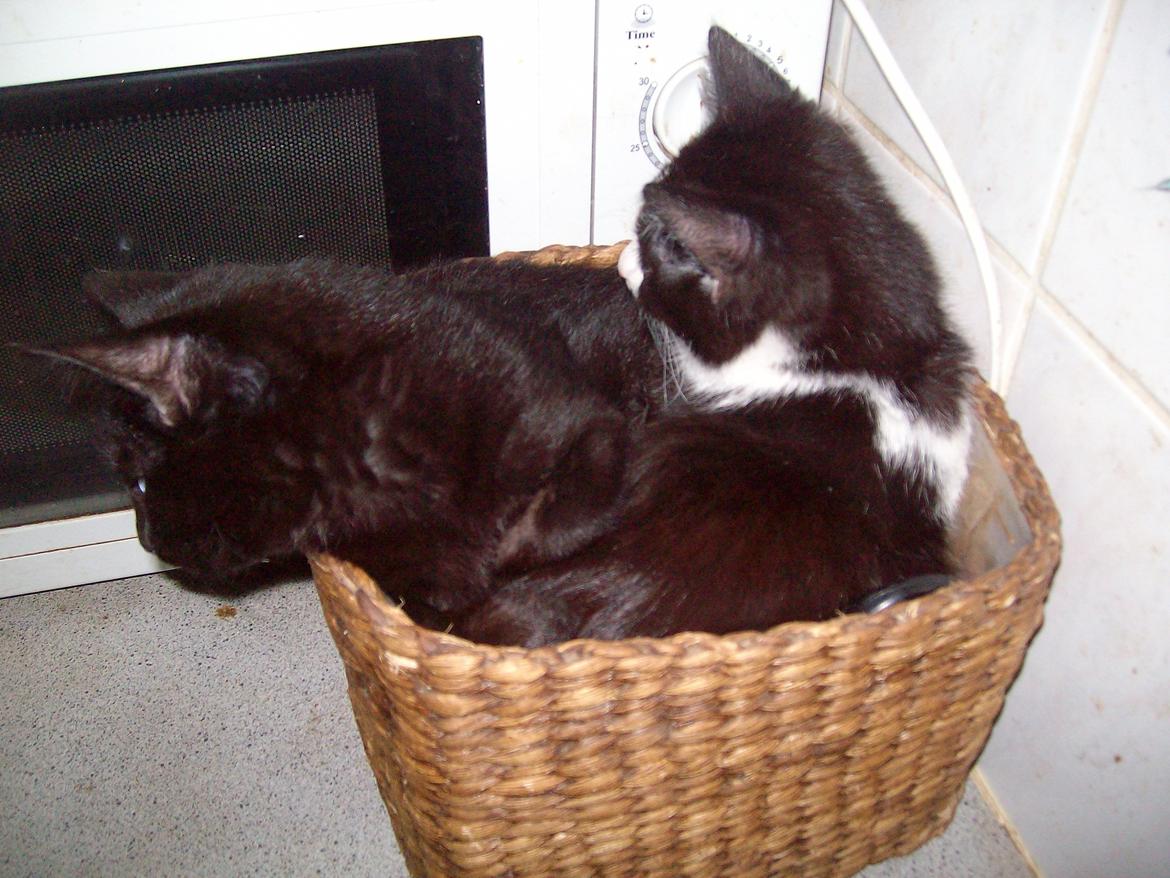 Huskat Blacki - Mor gider ikke fotograferes mere  billede 7