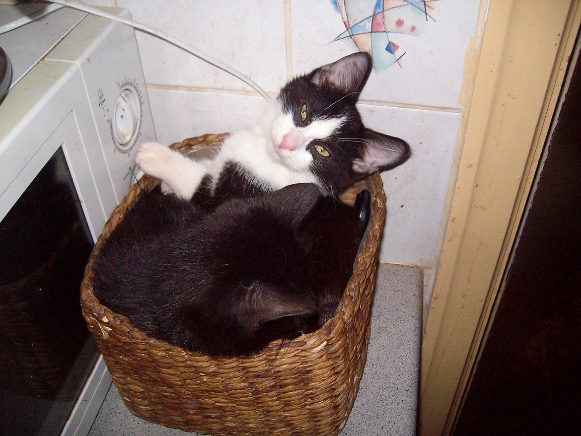 Huskat Blacki billede 8