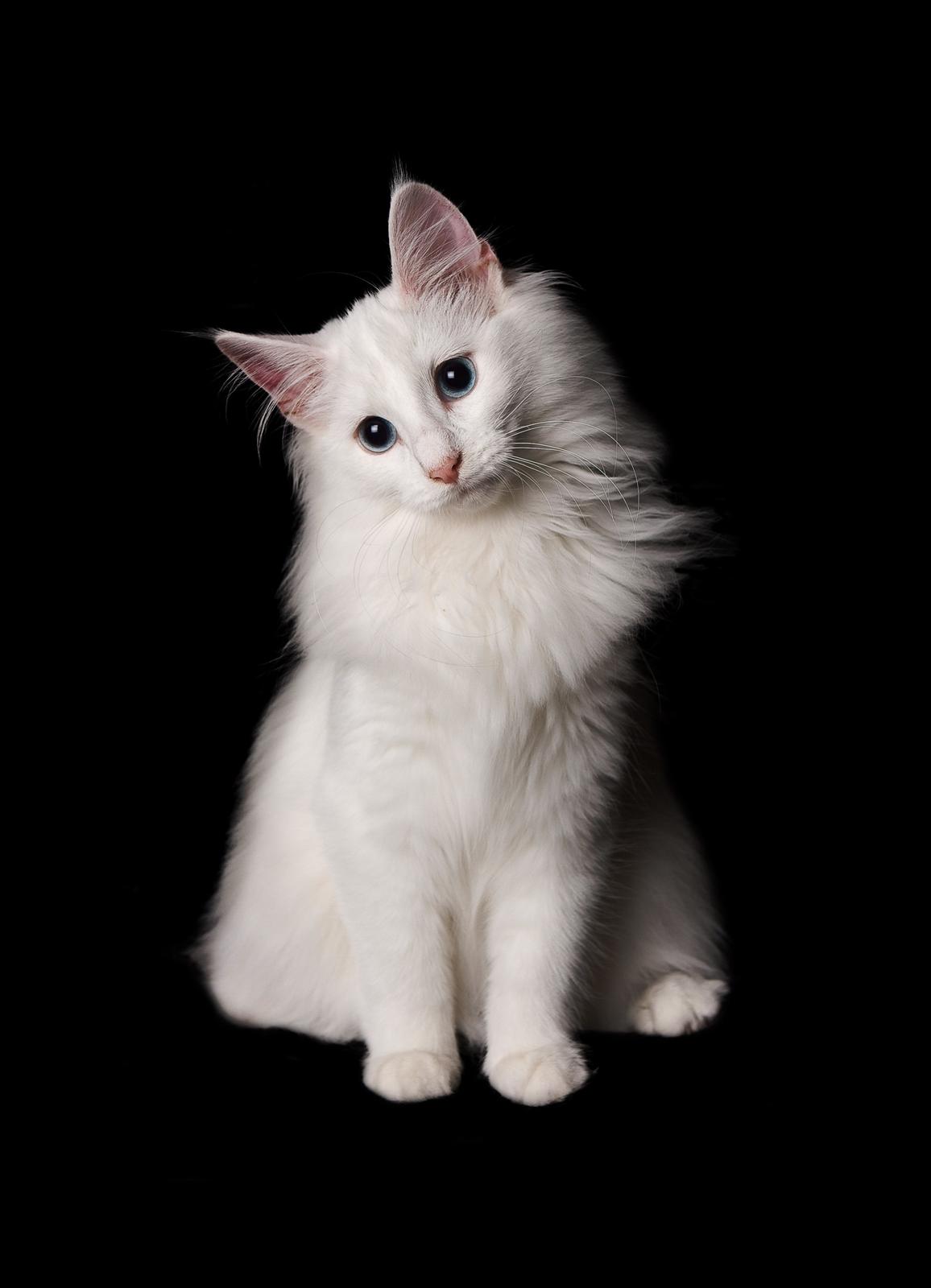 Norsk Skovkat DK Minorlynx's Hailey (Missebarnet) billede 1